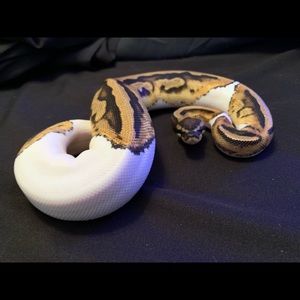 Meet your Posher, Robert